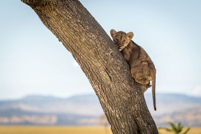 Lion cub clutches tree trunk looking down