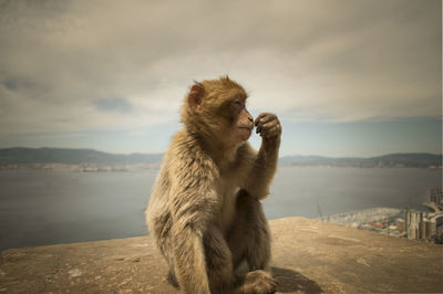 Monkey sitting on shore against sky