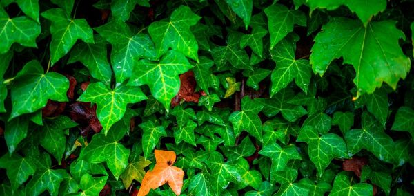 Full frame shot of green leaves