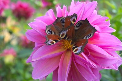 Close-up of butterfly on pink flower