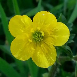 Close-up of yellow flower