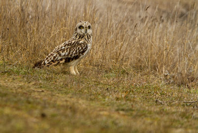 Portrait of owl on field