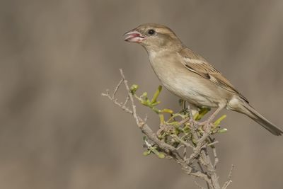 Close-up of bird perching outdoors