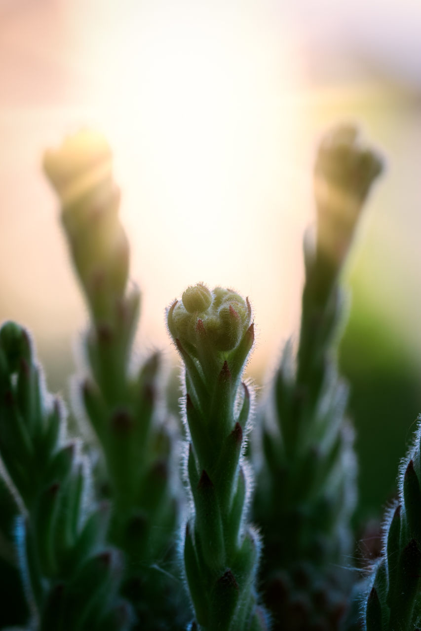 growth, plant, close-up, beauty in nature, selective focus, green color, nature, no people, succulent plant, day, cactus, beginnings, flower, outdoors, focus on foreground, freshness, tranquility, vulnerability, fragility, bud, sepal