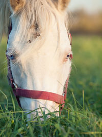 Close-up of horse on field