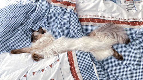 Cat sleeping on bed