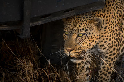 Leopard in zoo