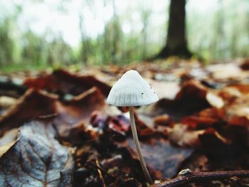 Close-up of mushroom growing on field