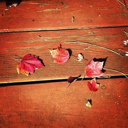 Close-up of pink flower on wooden table
