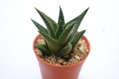 Close-up of cactus plant in pot