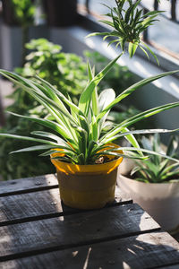 High angle view of potted plant on table