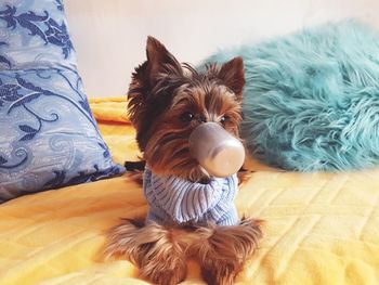 Close-up portrait of dog relaxing on bed at home