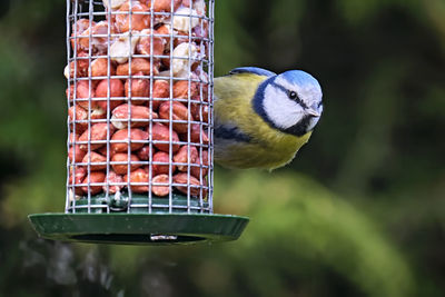 Close-up of bird perching on feeder