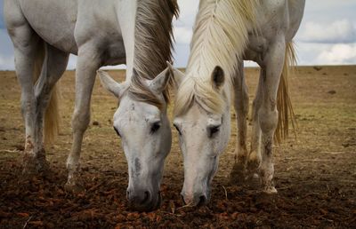 Horse grazing on field