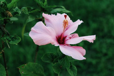 Close-up of flower growing at park