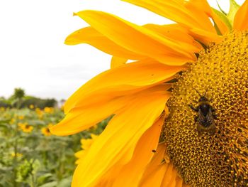 Close-up of sunflower blooming in field