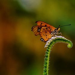 Close-up of butterfly on leaf