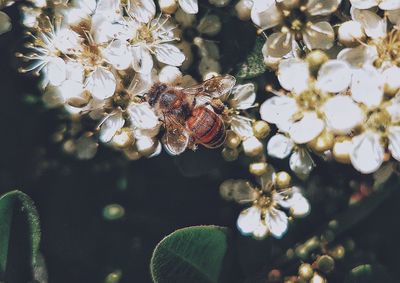 Close-up of spider on web