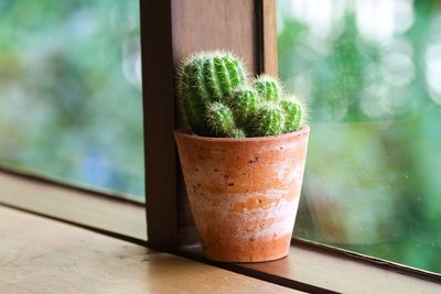 Close-up of potted plant on window sill