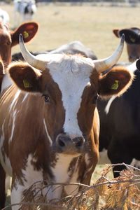 Close-up portrait of cow