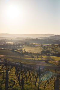 Scenic view of vineyard against clear sky