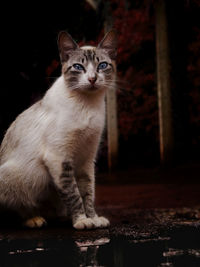 Portrait of cat sitting outdoors