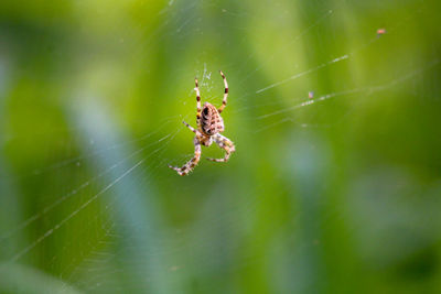 Close-up of spider on web