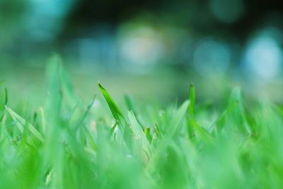 Close-up of grass growing in field