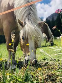 Horse grazing in field