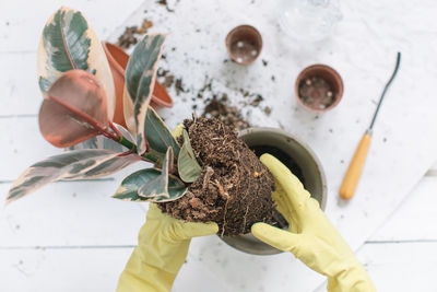 Cropped hands planting in flower pot