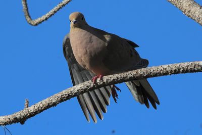 Low angle view of bird perching on branch against sky