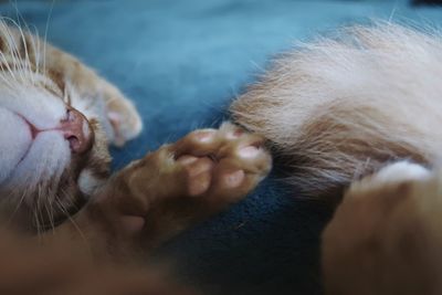 Close-up of cat looking away