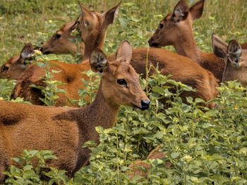 Deer in a forest