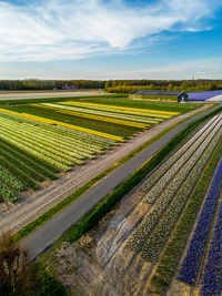A vibrant tulip field in full bloom stretches across the foreground, with a greenhouse nearby.