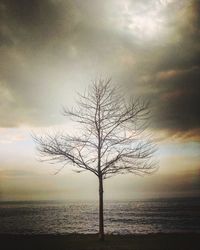 Bare tree by sea against sky during sunset