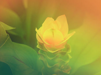 Close-up of yellow flower blooming outdoors