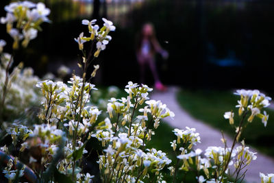 Close-up of white flowering plant on field