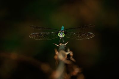 Close-up of dragonfly