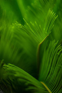 Close-up of palm tree leaves