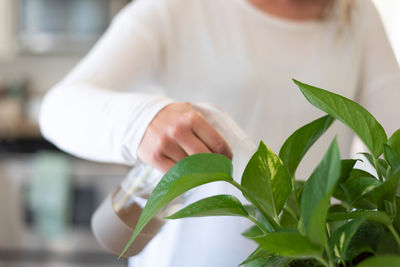 Close-up of woman hand holding leaves