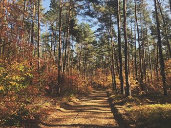 Footpath amidst trees in forest