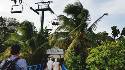 Rear view of people on palm trees