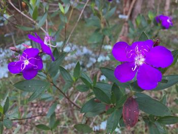 Close-up of purple flowering plant