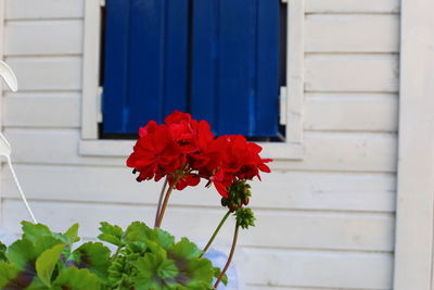 Close-up of red flower pot against wall