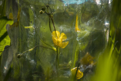 Close-up of yellow flower in water