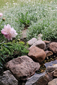 Plants growing on rock