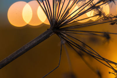 Delicate grasses against a sunny, gold-colored background with a beautiful bokeh.