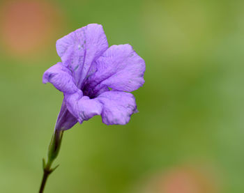 flowering plant