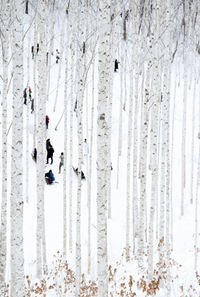 People amidst trees in forest during winter