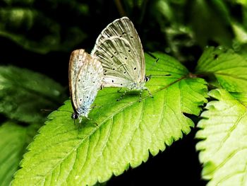 Close-up of butterfly on leaves